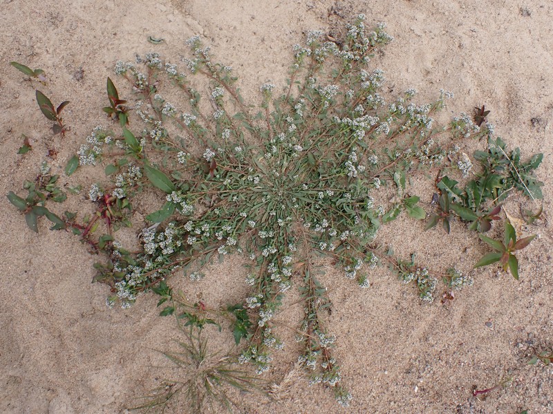 Strapwort photo 3
