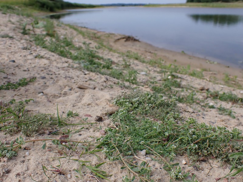 Strapwort photo 4