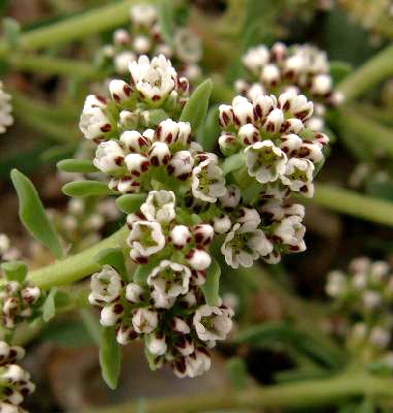 Strapwort