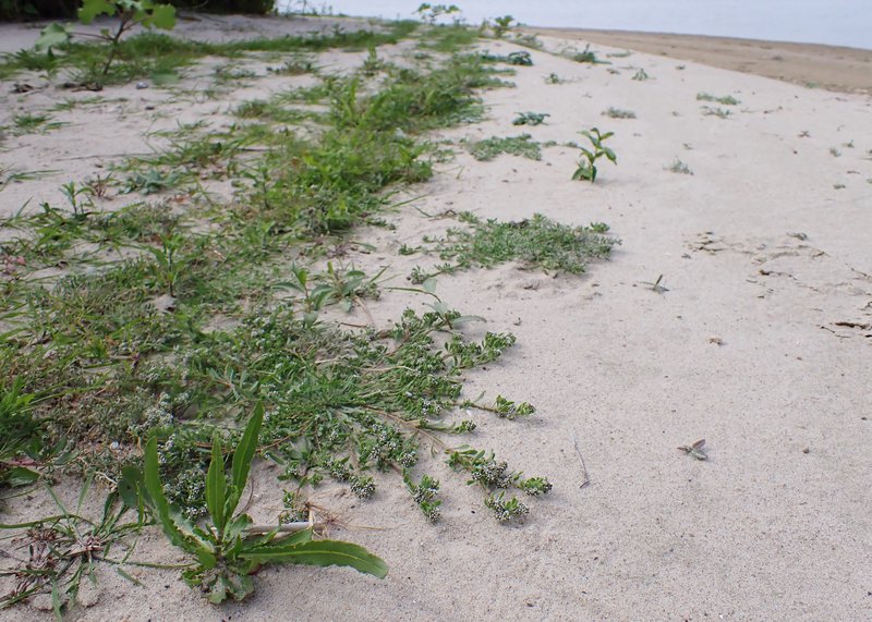 Strapwort photo 6