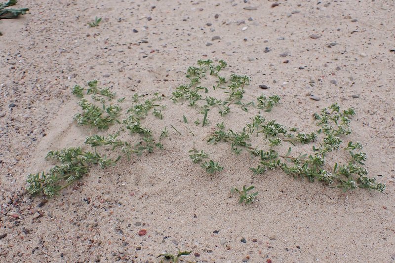 Strapwort photo 7