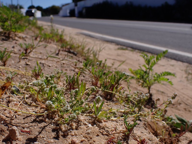 Strapwort photo 8