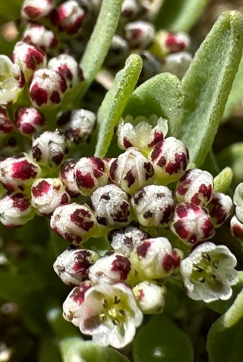 Corrigiola litoralis subsp. litoralis