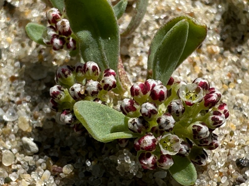 Corrigiola litoralis subsp. litoralis photo 2
