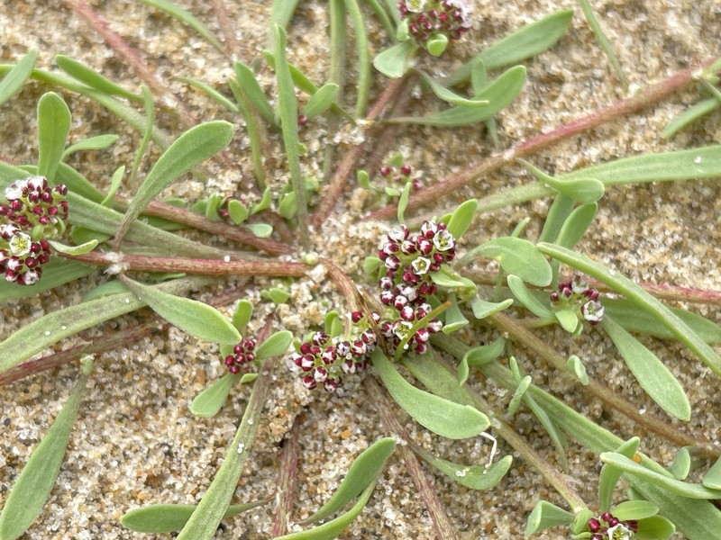 Corrigiola litoralis subsp. litoralis photo 3