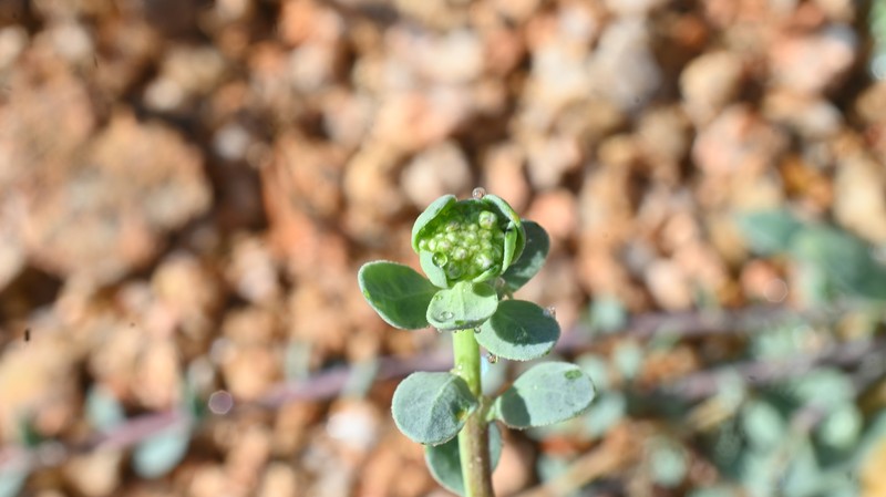 Corrigiola litoralis subsp. litoralis photo 4