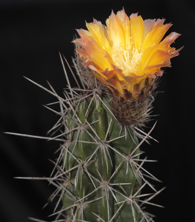 Corryocactus dillonii