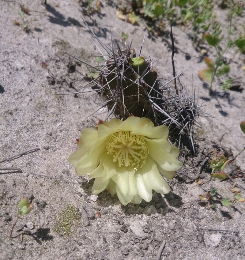 Corryocactus dillonii photo 2