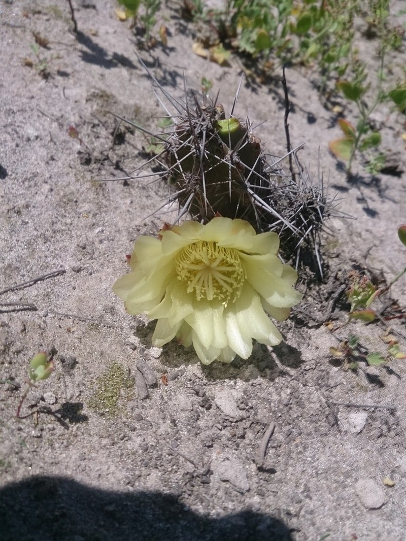 Corryocactus dillonii photo 3