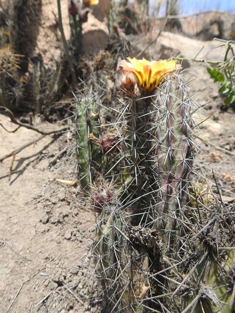 Corryocactus dillonii photo 5