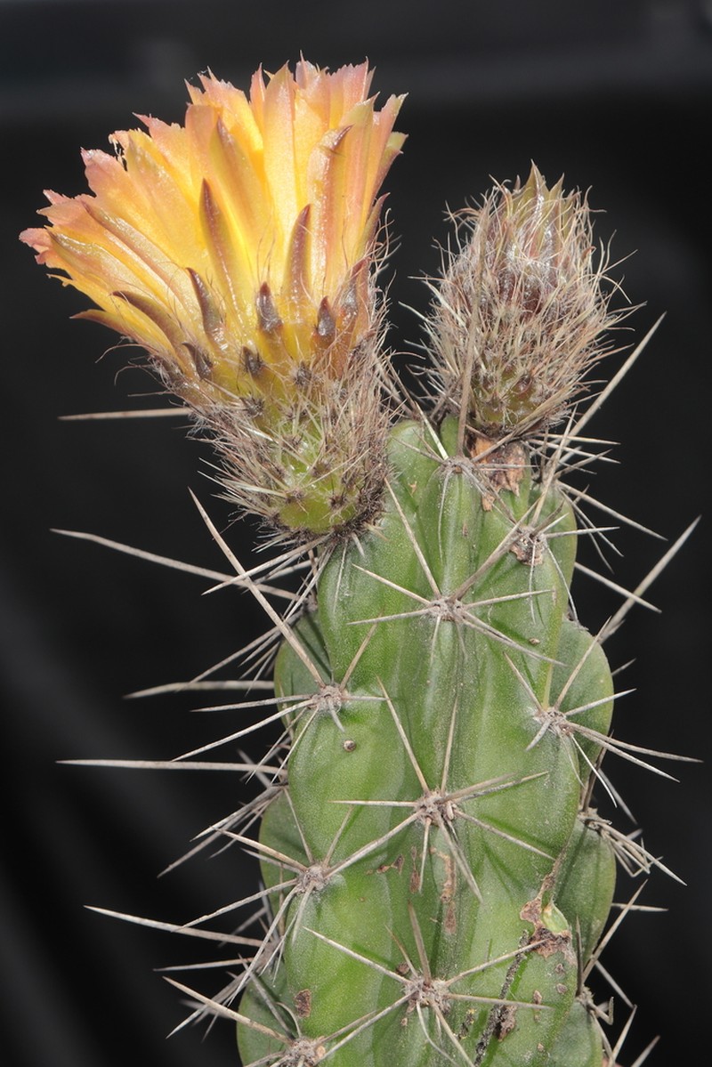 Corryocactus dillonii photo 6