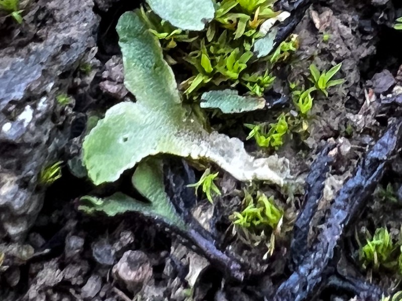 Corsinia coriandrina