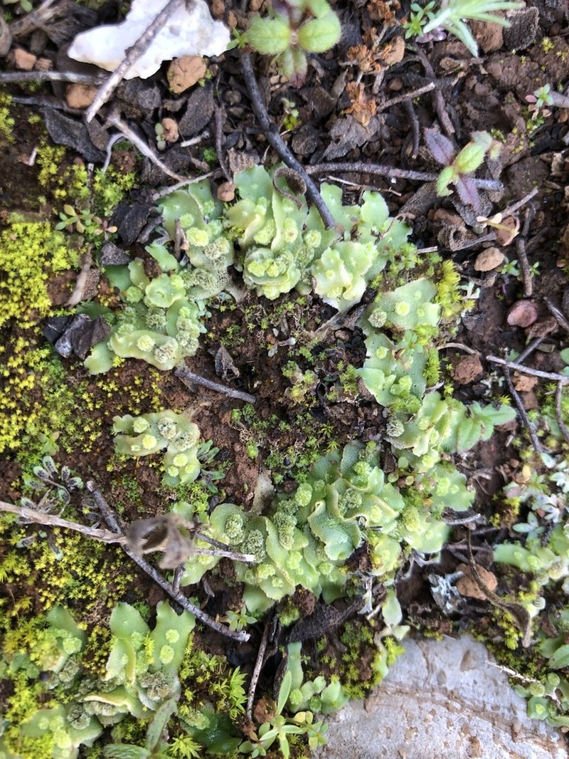 Corsinia coriandrina photo 2