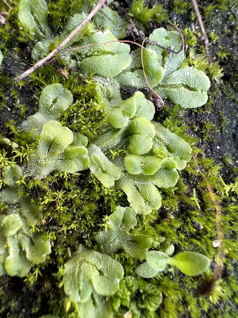 Corsinia coriandrina photo 3