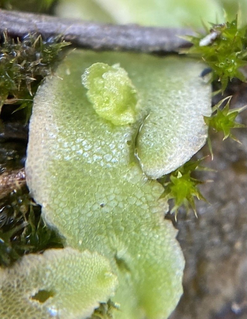 Corsinia coriandrina photo 4