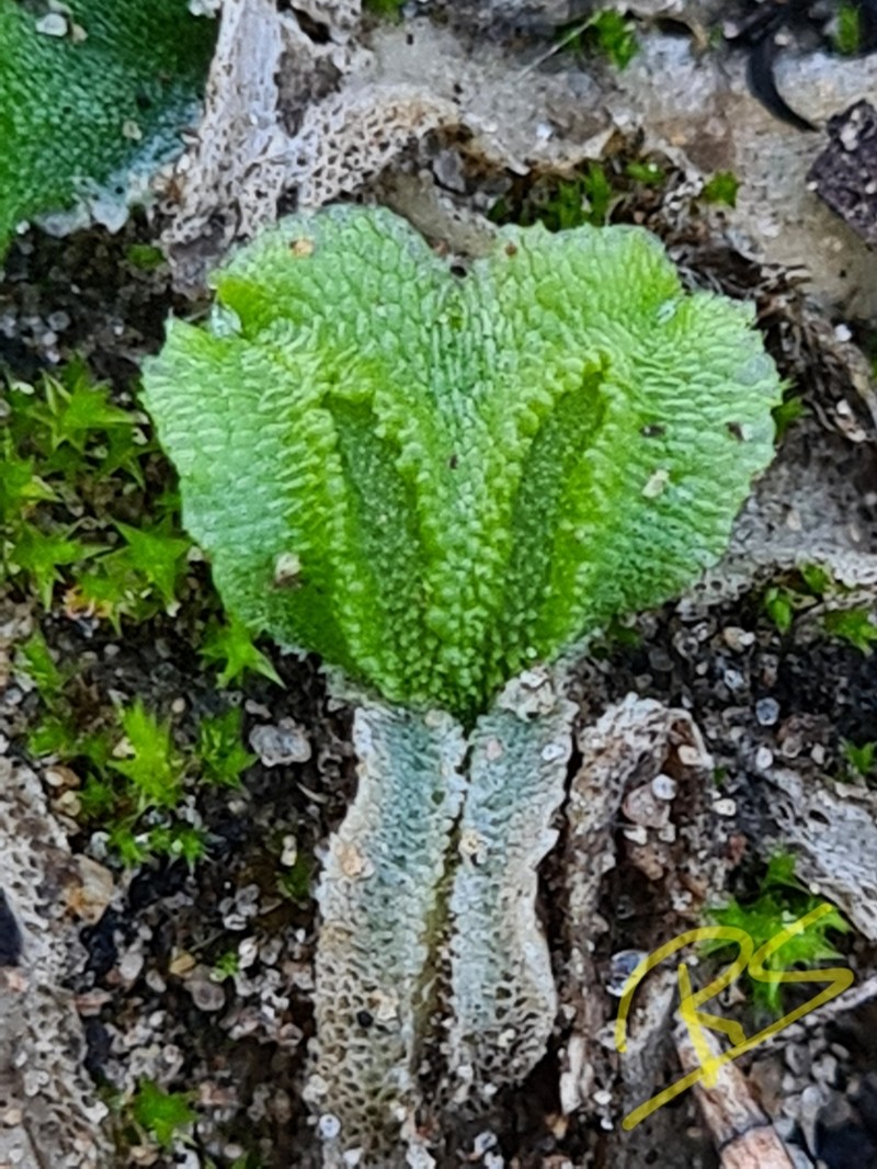 Corsinia coriandrina photo 6