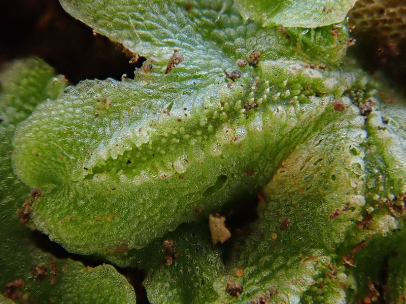 Corsinia coriandrina photo 8