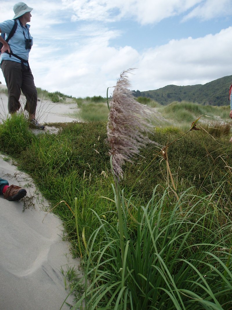 Purple Pampas Grass photo 2