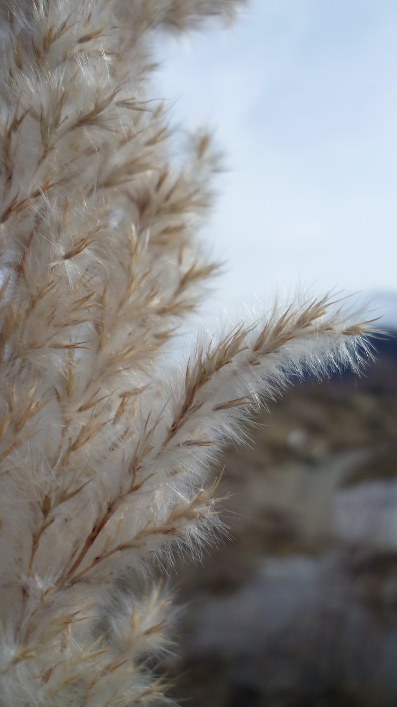 Purple Pampas Grass photo 3