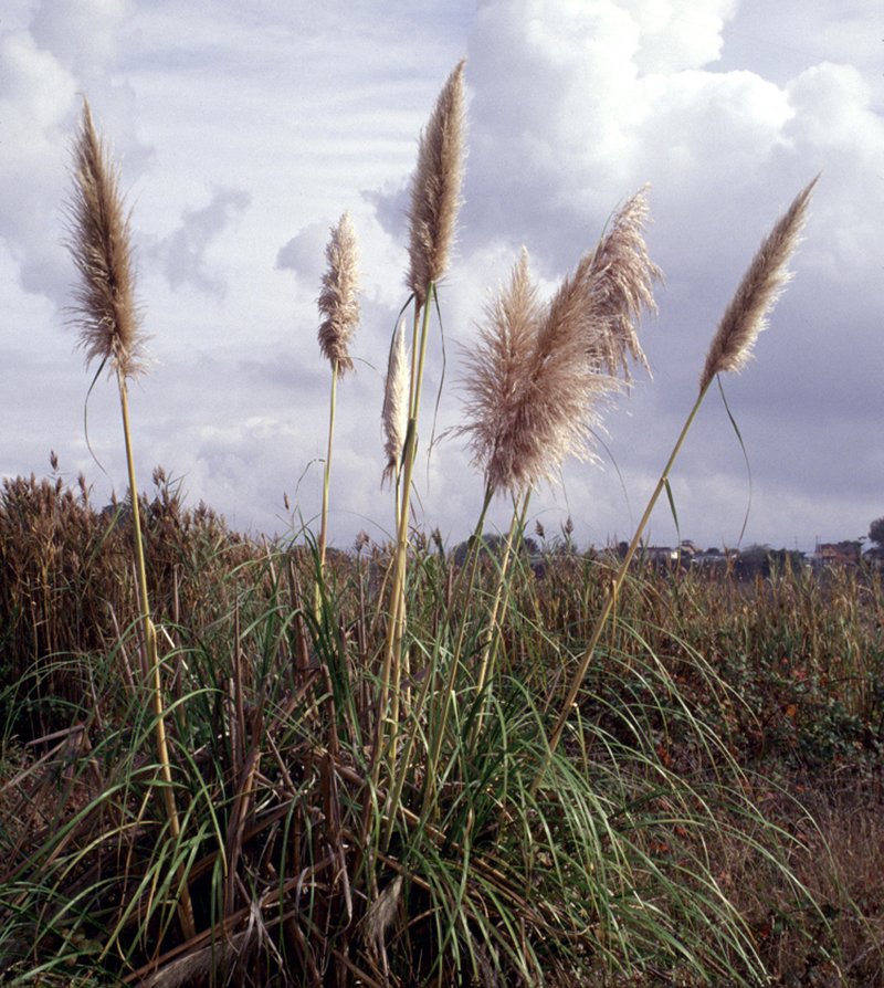Purple Pampas Grass