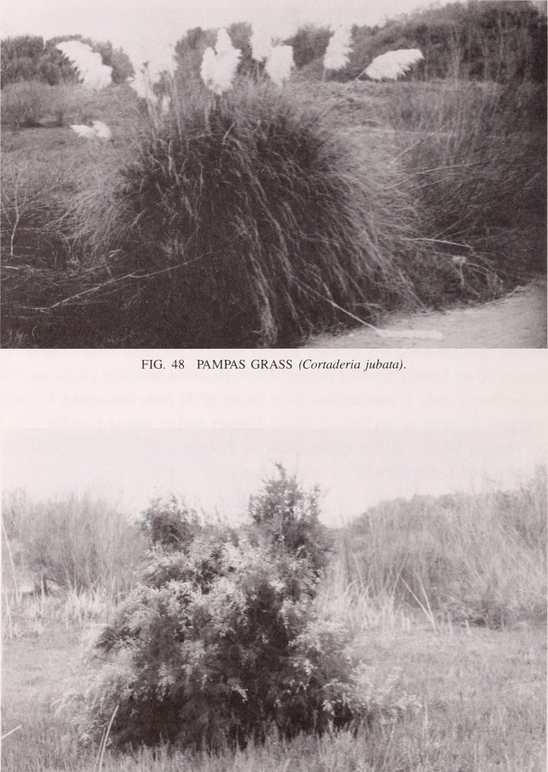Purple Pampas Grass photo 5