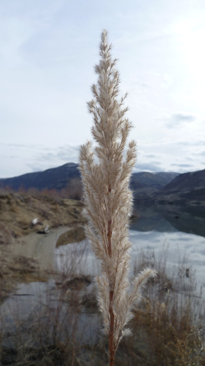 Purple Pampas Grass photo 6