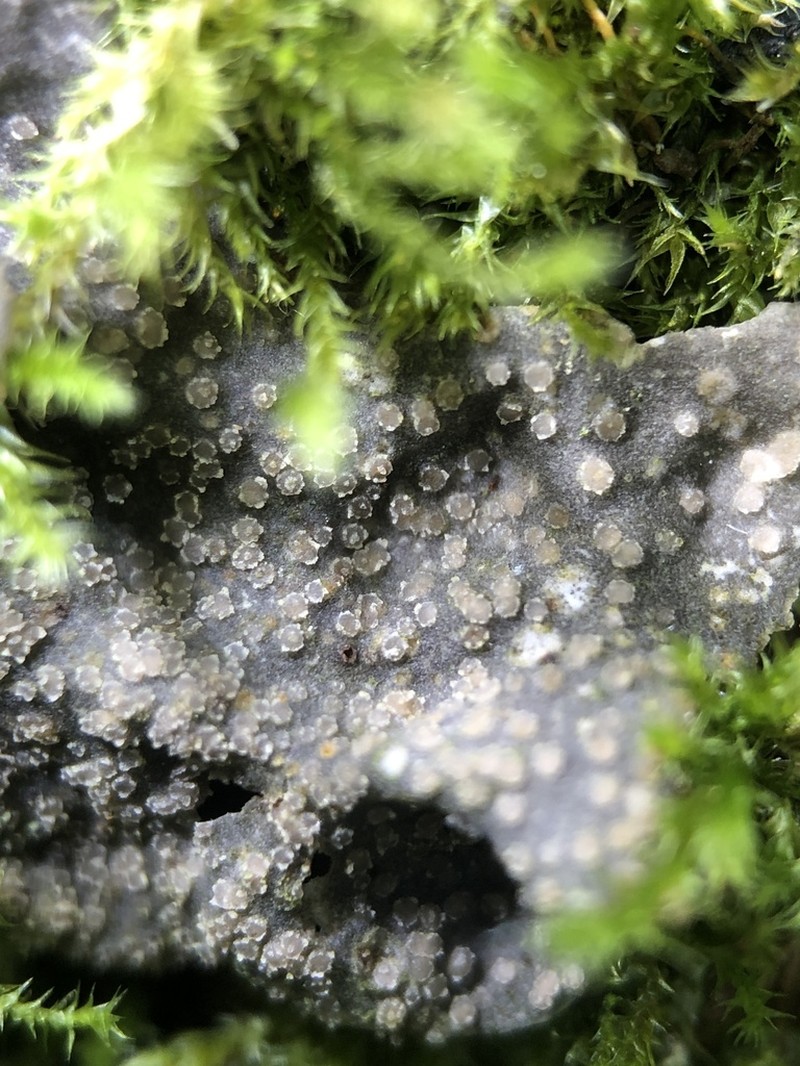 Fuckel's Corticifraga Lichen