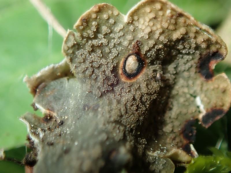 Fuckel's Corticifraga Lichen photo 2