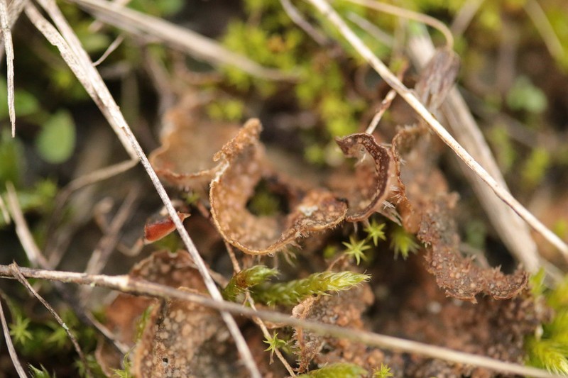 Fuckel's Corticifraga Lichen photo 3