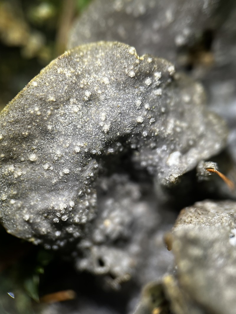Fuckel's Corticifraga Lichen photo 4