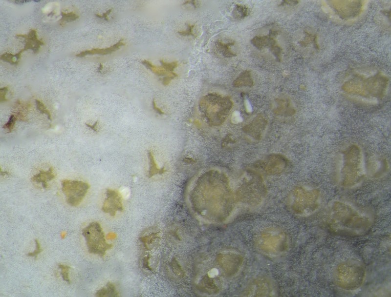 Fuckel's Corticifraga Lichen photo 5