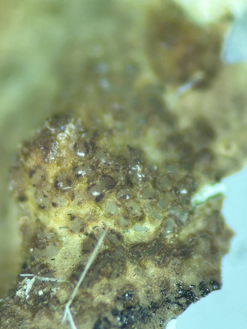 Fuckel's Corticifraga Lichen photo 6