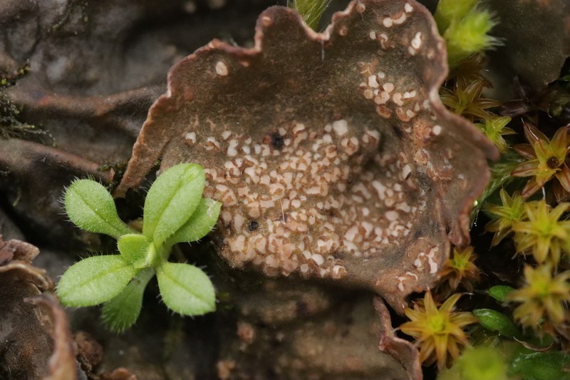 Fuckel's Corticifraga Lichen photo 7
