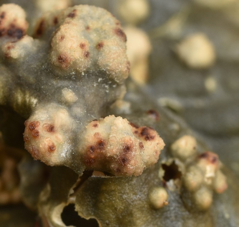 Fuckel's Corticifraga Lichen photo 8