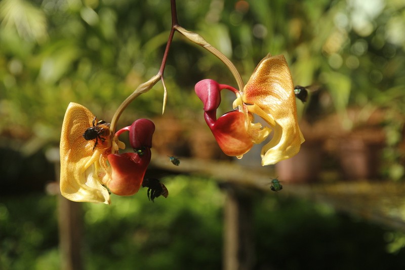 Coryanthes vinosa