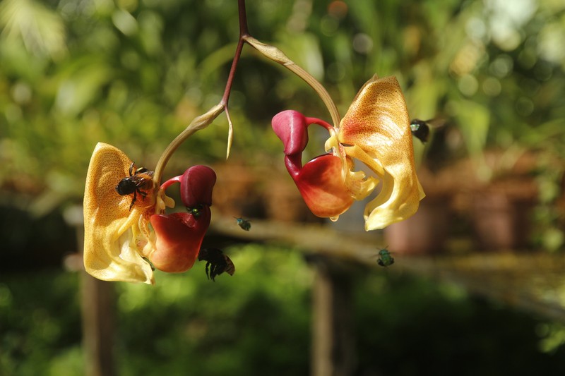 Coryanthes vinosa photo 2
