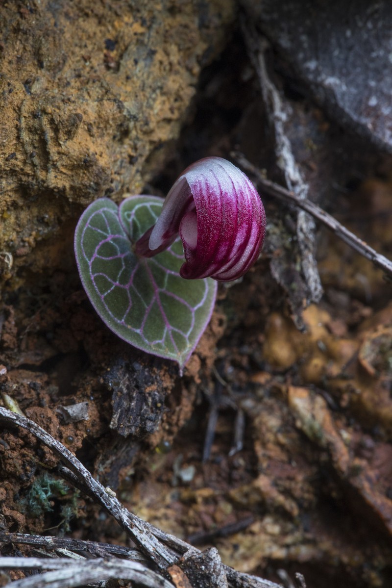 Corybas circinatus