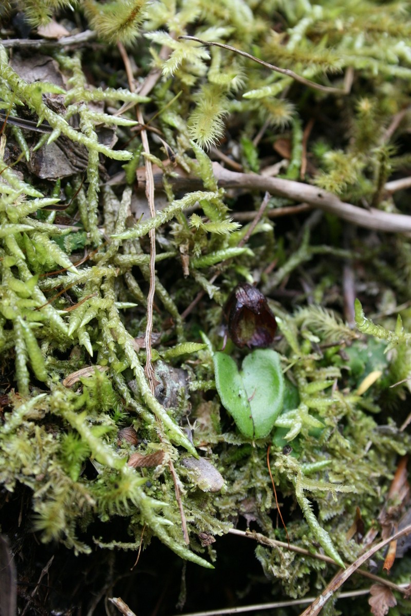 Corybas confusus photo 2