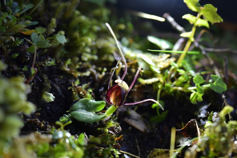 Corybas confusus photo 3
