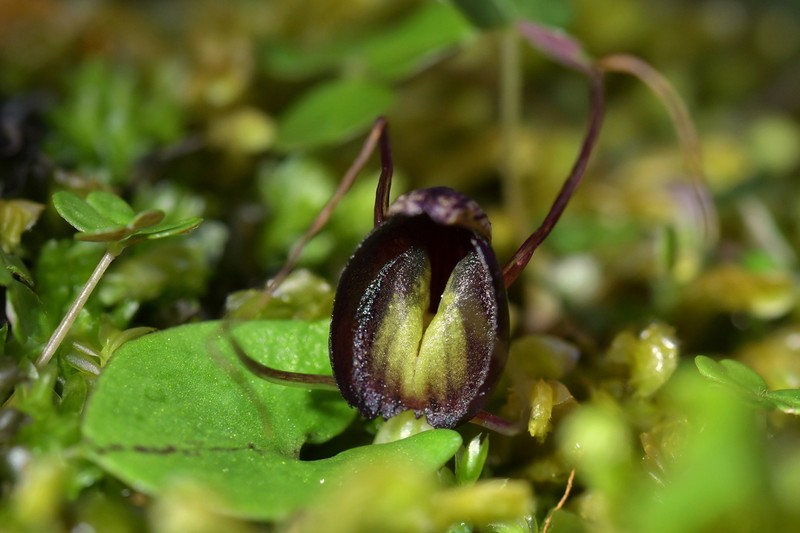 Corybas confusus photo 4