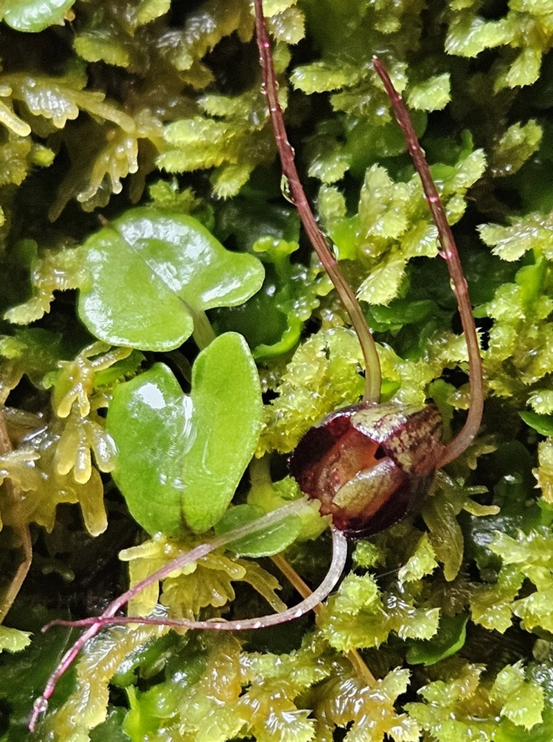 Corybas confusus photo 5