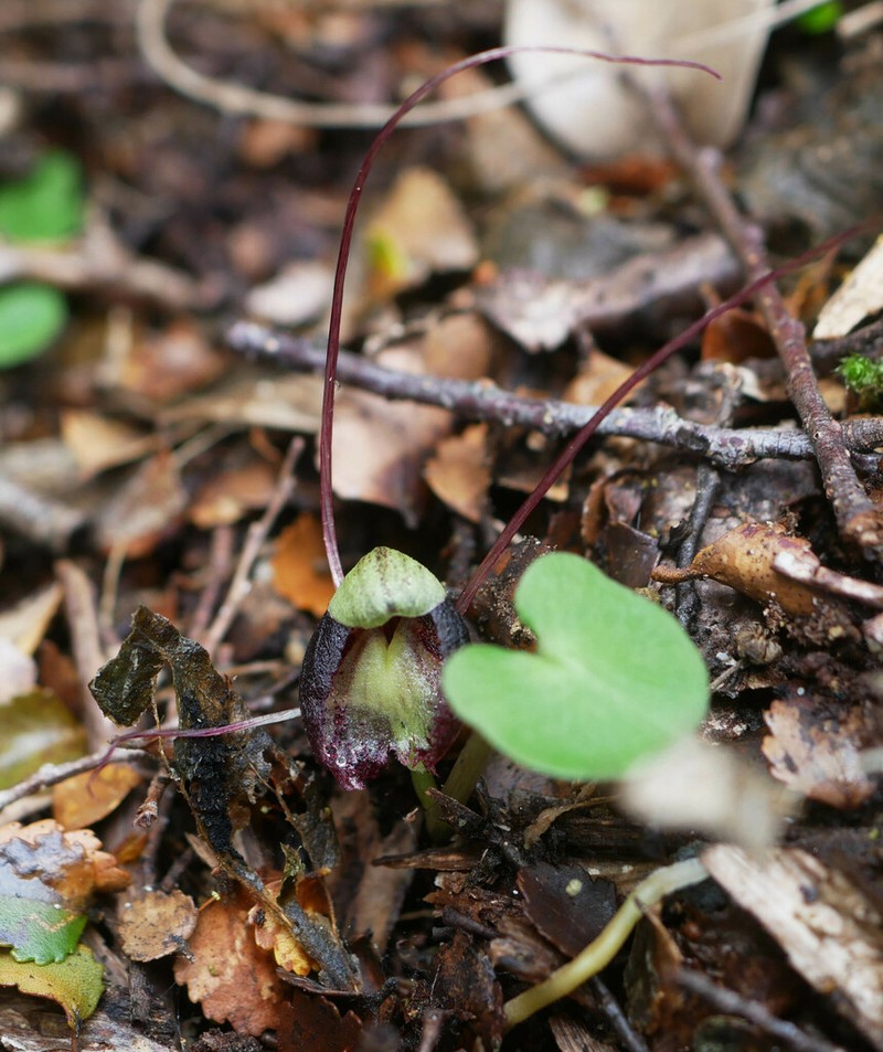 Corybas confusus photo 6