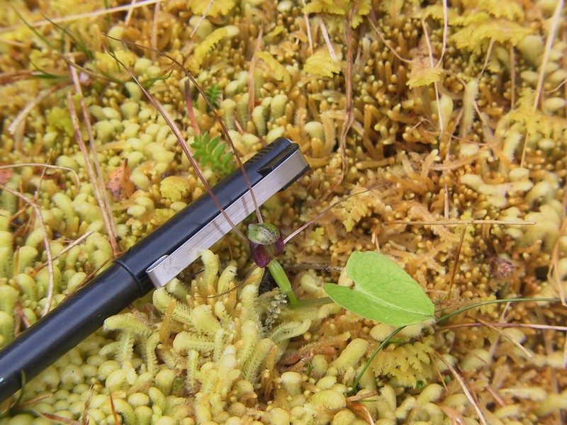 Corybas confusus photo 7