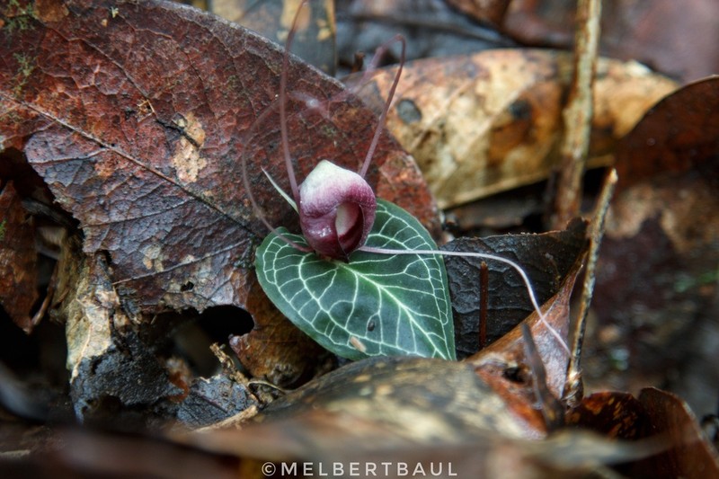 Corybas kaiganganianus