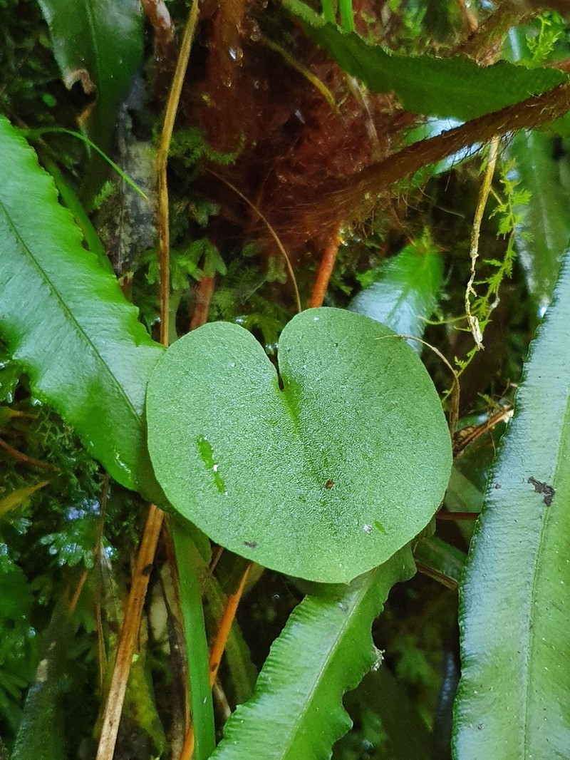 Corybas longitubus