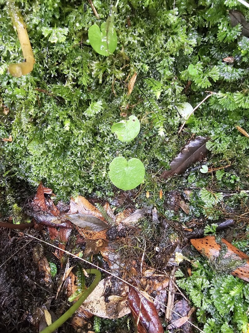Corybas longitubus photo 2