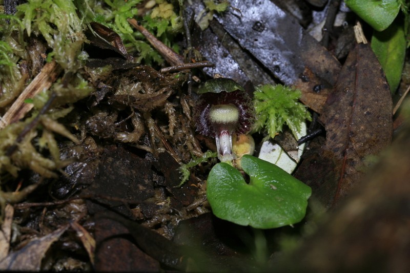 Corybas longitubus photo 3