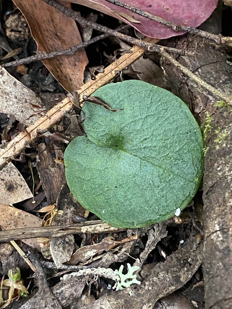Corybas longitubus photo 4