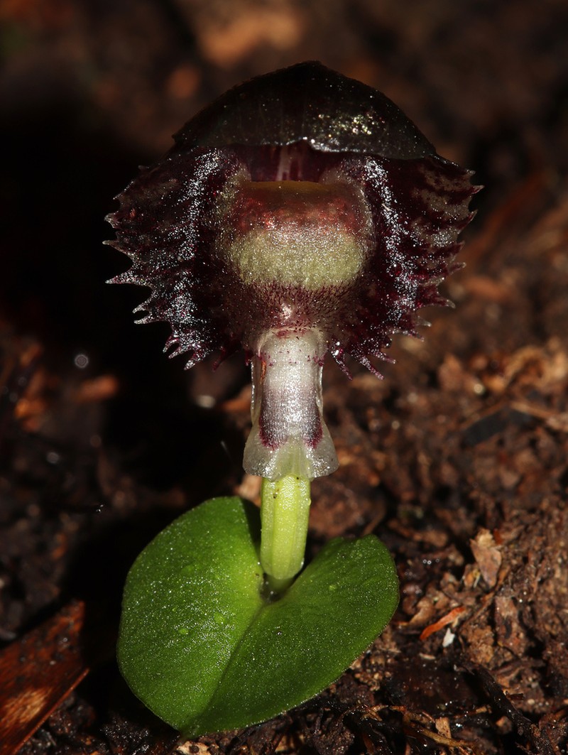 Corybas longitubus photo 5