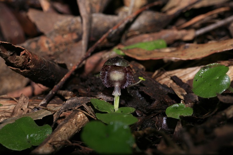 Corybas longitubus photo 7